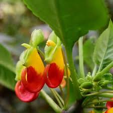 Image result for Impatiens niamniamensis