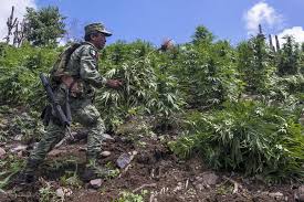 Suprema corte de méxico declara inconstitucional la prohibición de la marihuana. Mexico Aprueba La Legalizacion De La Marihuana The New York Times