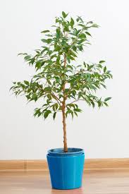 The 10 Best Indoor Trees You Can Buy On Amazon Best Indoor Trees Indoor Trees Indoor Tree Plants