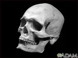 Image result for Skull XRay
