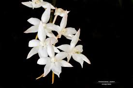 Image result for Aerangis collum-cygni