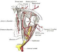Calcium in te vessel walls which blocks ultrasound may cause. Internal Carotid Artery Wikipedia