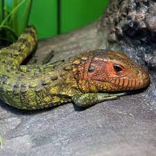 33 Tegu Ideas Tegu Lizard Reptiles