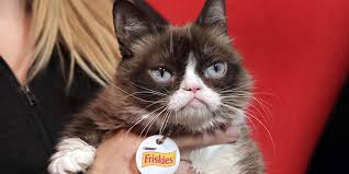 I didn't realise there was a. Grumpy Cat Wins 700 000 In Federal Case Over Identity