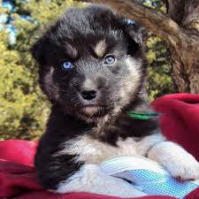 They are mostly sold as part of a package deal of their parent huskies. Siberpoo Siberian Husky Poodle Mix Info Temperament Puppies Pictures