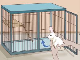 How To Pet A Rabbit 10 Steps With Pictures Wikihow