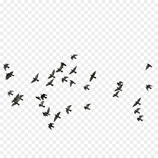 Bird Euclidean Vector Feige Flocks Of Birds Flying Birds Flying Flock Of Birds Photoshop Logo