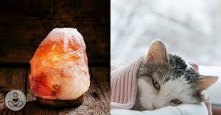Ruby has ingested the salt by simply licking the lamp (we didn't realize obviously). Cat Nearly Dies From Excessively Licking Salt Lamp Get Collagen Supplements South Africa