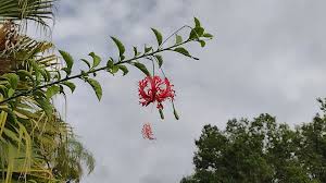 Image result for Hibiscus schinzii