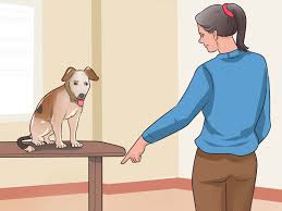 How to stop your dog from jumping. How To Stop A Dog From Climbing Up On Things 14 Steps