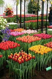 Wo Ist Dieser Ort Blumen Malen Tulpen Garten Blumen Anbauen Unkraut Im Garten