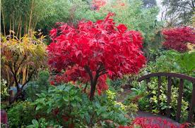Acer Palmatum Osakazuki Gives The Reddest Colour Of All The Acers Acer Palmatum Hardy Plants Plants