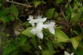Image result for Aneilema zebrinum