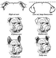 I have put a photo of this great bulldog knocker on the front of this plaque. 19 Bulldog Ideas Bulldog Bulldog Puppies English Bulldog