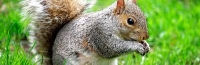 Squirrels are also turned off by the strong scent of mothballs, so they work well to keep the pests from eating your plants. Squirrels Treatment And Control Lovethegarden