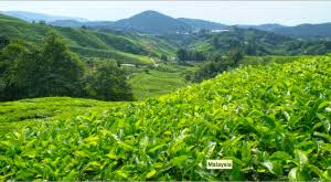 This dichotomy in agricultural industry placed great economic emphasis on cash crops, namely oil palm, rubber, and cocoa although Malaysia Must Develop Food Security Policy Halalfocus Net Daily Halal Market News