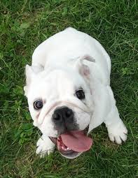 Enter your email address to receive alerts when we have new listings available for french bulldog fawn with black mask. English Bulldog Breed A Complete Guide