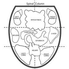 Tongue Ear Analysis Groton Wellness