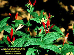 Image result for Spigelia