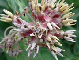 Asclepias Speciosa Awkward Botany