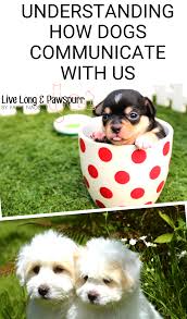 How do dogs use their paws to communicate? How Does My Dog Talk To Me Dog Communication Dogs Your Dog