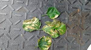 I have highlighted the top 6 main reasons why your plant leaves are turning brown and crispy. New Hibiscus Leaves Are Shriveling Up And Looking Burnt Hometalk