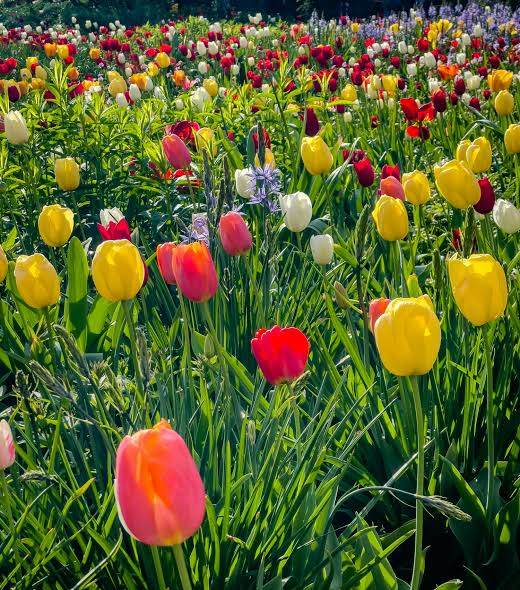 Tulipas