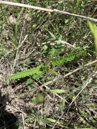 Image result for Tragia rupestris