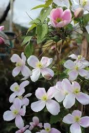 100% flowering guarantee fresh products special protective packaging order online now! Clematis Montana Var Rubens Pink Perfection