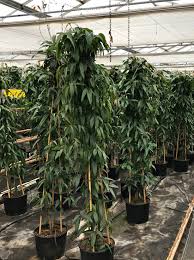 We did not find results for: Clematis Armandii Immergrune Waldrebe Gunstig Kaufen