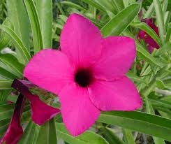 Image result for Adenium swazicum