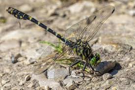 Cara berkembang biak capung adalah mulai dari telur yang menetas dalam air dan kemudian menjadi larva, untuk selanjutnya akan menjadi capung dewasa yang siap melakukan perkawinan dan berkembang biak dengan cara bertelur. Mengenal Capung Dan Habitatnya Newsriau