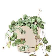 Image result for Ceropegia gracilior