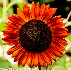 Silahkan baca artikel sunflower matahari giant single selengkapnya di namablog. Biji Bunga Matahari Abendsonne Helianthus Annuus 14 Biji Benih Garden Seeds Market Penghantaran Percuma