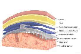 The role and function of the plasma membrane; Confluence Mobil Tum Wiki