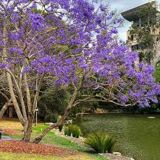 Image result for Jacaranda mimosifolia