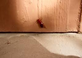 Commercial pest control industrial outlets such as storage warehouses, mines , factories, manufacturing plants are usually at was that a person or a rat in your roof last night? Jacksonville Pest Control Pest Control Service Jacksonville Beach Florida 4 Photos Facebook