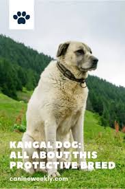 What Is The Kangal Dog And Is It A Breed You Should Consider Owning Let S Learn More About This Ancient Large Bree Kangal Dog Large Dog Breeds Big Dog Breeds