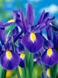 Pin On Beautiful Flowers