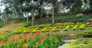 Penampakan sejumlah dokumentasi foto kebun bunga begonia ini mampu mencuri dan menarik perhatian netizen. Taman Rekreasi Selecta Menyaksikan Indahnya Pesona Taman Bunga Tempat Me