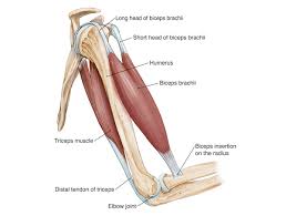 The brachioradialis tendon bends the elbow like the brachialis and biceps. Elbow Arm Anatomy