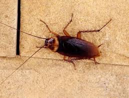 Our philosophy has always been a simple one, put our faith in god and treat our customers like they are one of the family. Cockroach Control Service Cockroach Control Cleaning Service Pest Control Services