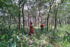 Image result for Acrotome mozambiquensis