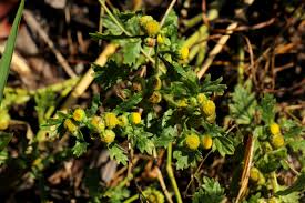 Image result for Grangea maderaspatana