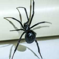 Check spelling or type a new query. Poisonous Nashville Spiders