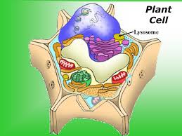 Other structures in plants with hydrolytic enzymes include spherosomes (a membrane bound spherical particle involved in lipid synthesis and storage) and aleurone grains (proteinaceous bodies found in a membrane bound. Plant And Animal Cells Ppt Download