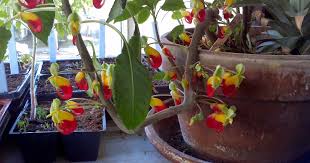 Image result for Impatiens niamniamensis