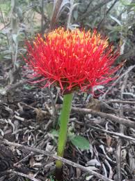 Image result for Vahlia digyna