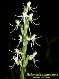Image result for Habenaria schimperiana