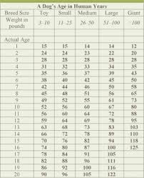 Dog Age Chart By Size Veterinary Nutrition Essentials